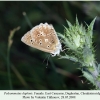 polyommatus daphnis daghestan female 2